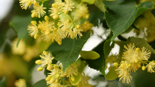 Blühender Juni: Was Bienen jetzt sammeln – und wie du’s im Honig schmeckst