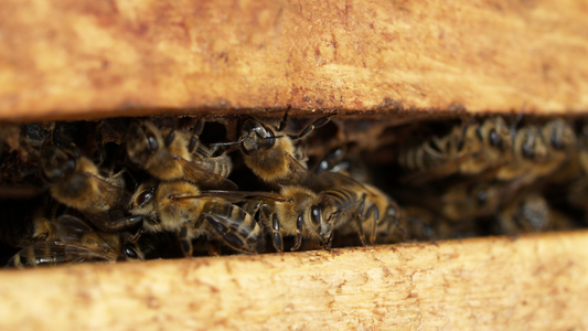 🐝 August: Der große Rückzug – Warum sich das Bienenvolk jetzt verkleinert