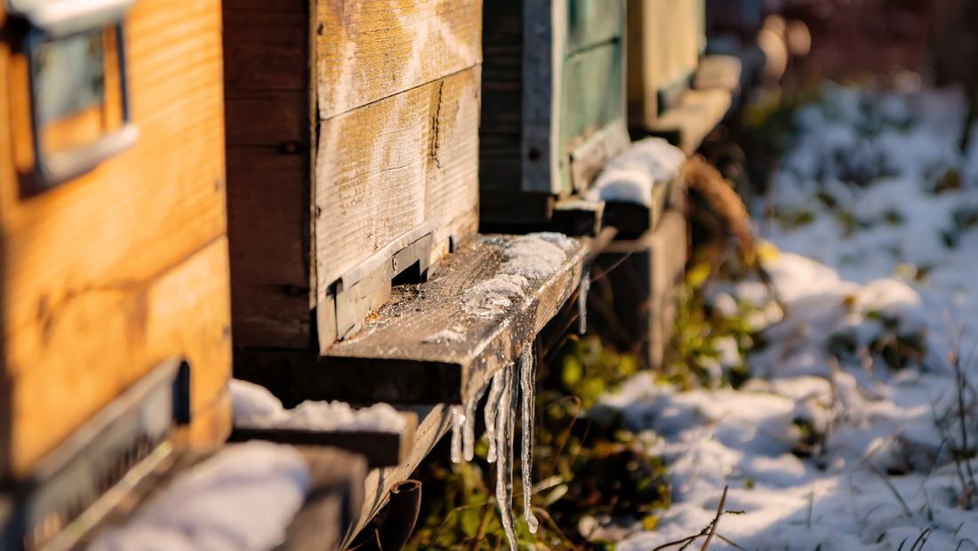 Stille Wintermonate: Was tut ein Imker im Winter?