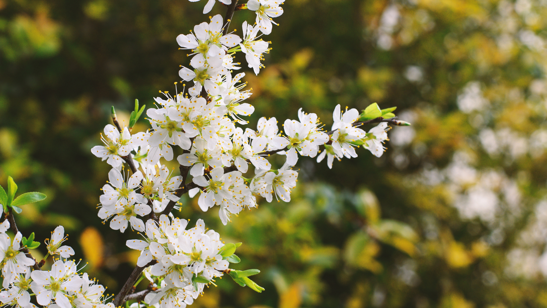 Frühlingsflug der Bienen: Die Bedeutung der Bestäubung im Frühling