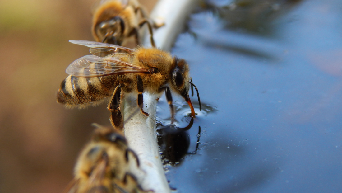 Lebenselixier Wasser: Die unverzichtbare Rolle für Bienen im Frühling