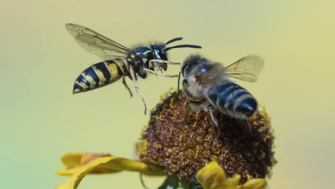 Summende Wahrheit - Typische Irrtümer über Bienen entlarvt!