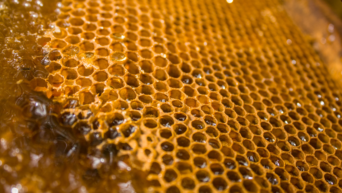 Honigzeit im Juli: Warum wir jetzt ernten – und gleichzeitig zufüttern